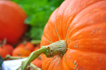 Load image into Gallery viewer, Pumpkin, Big Max