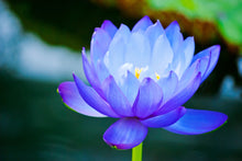 Load image into Gallery viewer, Lotus, Mixed Colors - Organic