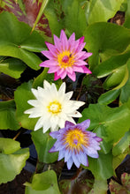 Load image into Gallery viewer, Lotus, Bowl