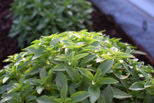 Load image into Gallery viewer, Basil, Spicy Globe
