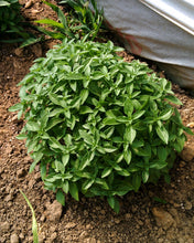 Load image into Gallery viewer, Basil, Spicy Globe