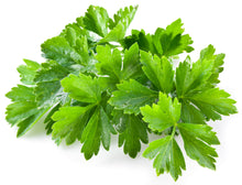 Load image into Gallery viewer, Cilantro, Fiesta Green