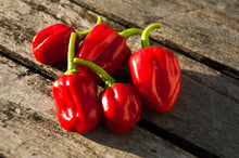 Load image into Gallery viewer, Pepper, Habanero Red