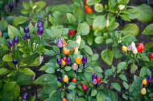 Load image into Gallery viewer, Pepper, Bolivian Rainbow