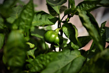 Load image into Gallery viewer, Pepper, Sheepnose Pimento - Organic