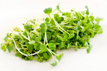 Load image into Gallery viewer, Radish, White Icicle