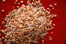 Load image into Gallery viewer, Lentil, Red