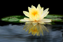 Load image into Gallery viewer, Lotus, Mixed Colors - Organic