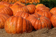 Load image into Gallery viewer, Pumpkin, Dill's Atlantic Giant