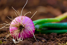 Load image into Gallery viewer, Onion, Red Burgundy