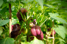 Load image into Gallery viewer, Pepper, Lilac Bell