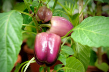 Load image into Gallery viewer, Pepper, Lilac Bell