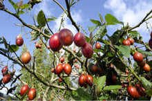 Load image into Gallery viewer, TAMARILLO, Tree Tomato Seeds