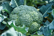 Load image into Gallery viewer, Broccoli, Waltham 29