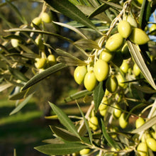 Load image into Gallery viewer, Olive, Koroneiki