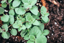 Load image into Gallery viewer, Oregano, Greek