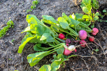 Load image into Gallery viewer, Radish, Easter Egg