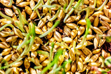 Load image into Gallery viewer, Barley, Common