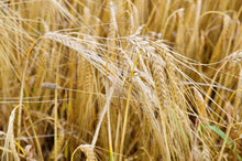 Load image into Gallery viewer, Barley, Common