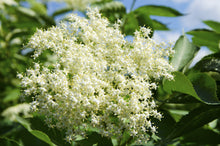 Load image into Gallery viewer, Elderberry, American
