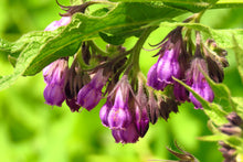 Load image into Gallery viewer, Comfrey