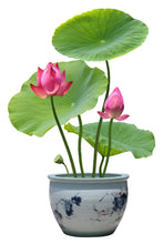Load image into Gallery viewer, Lotus, Bowl