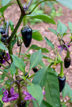 Load image into Gallery viewer, Pepper, Purple Jalapeno - Organic
