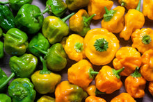 Load image into Gallery viewer, Pepper, Yellow Scotch Bonnet