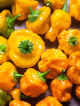 Load image into Gallery viewer, Pepper, Yellow Scotch Bonnet