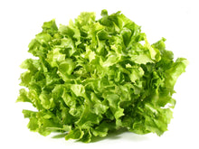 Load image into Gallery viewer, Chicory, Salad King Endive