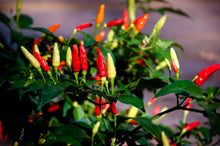 Load image into Gallery viewer, Pepper, Tabasco