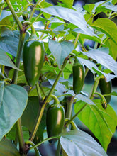 Load image into Gallery viewer, Pepper, Jalapeno