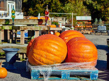 Load image into Gallery viewer, Pumpkin, Big Max