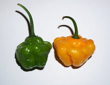 Load image into Gallery viewer, Pepper, Yellow Scotch Bonnet