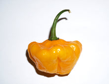 Load image into Gallery viewer, Pepper, Yellow Scotch Bonnet