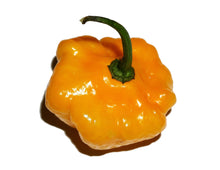 Load image into Gallery viewer, Pepper, Yellow Jamaican Hot