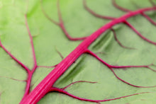 Load image into Gallery viewer, Swiss Chard, Pink Lipstick