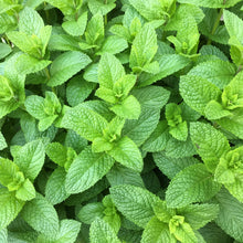 Load image into Gallery viewer, Spearmint
