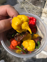 Load image into Gallery viewer, Pepper, Carolina Reaper