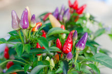 Load image into Gallery viewer, Pepper, Bolivian Rainbow