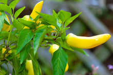 Load image into Gallery viewer, Pepper, Banana Sweet