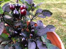 Load image into Gallery viewer, Pepper, Royal Black