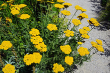 Load image into Gallery viewer, Yarrow, Golden