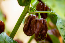 Load image into Gallery viewer, Pepper, Habanero Brown