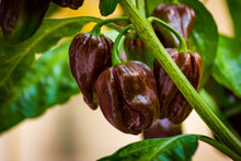 Load image into Gallery viewer, Pepper, Habanero Brown