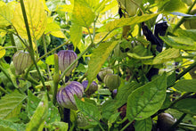 Load image into Gallery viewer, Tomatillo, Purple