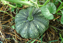 Load image into Gallery viewer, Pumpkin, Mini Mix