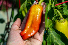 Load image into Gallery viewer, Pepper, Cubanelle