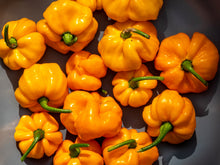 Load image into Gallery viewer, Pepper, Yellow Jamaican Hot