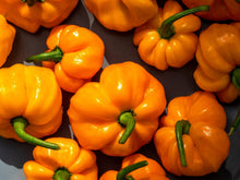 Load image into Gallery viewer, Pepper, Yellow Jamaican Hot